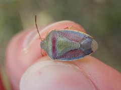 Piezodorus lituratus