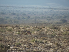Eupodotis vigorsii vigorsii