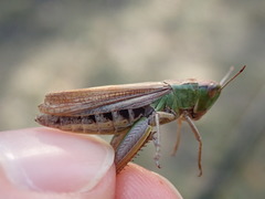 Pseudochorthippus parallelus