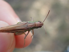 Pseudochorthippus parallelus