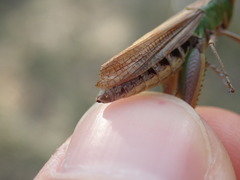 Pseudochorthippus parallelus