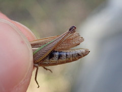 Pseudochorthippus parallelus