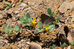 Acmispon decumbens decumbens
