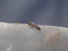 Tytthaspis sedecimpunctata