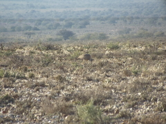 Eupodotis vigorsii vigorsii
