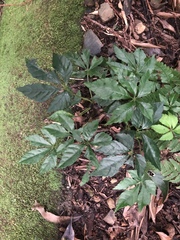 Tetrastigma obtectum