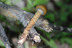 Cortinarius trivialis