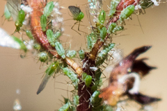 Macrosiphum corallorhizae