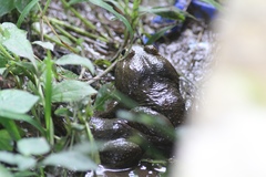 Limnonectes megastomias