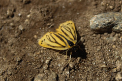 Setina