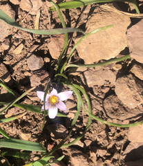 Romulea rosea australis