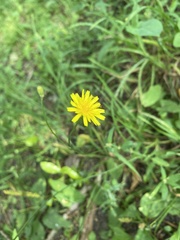 Scorzoneroides autumnalis