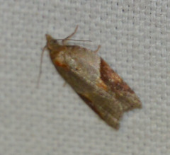 Acleris laterana