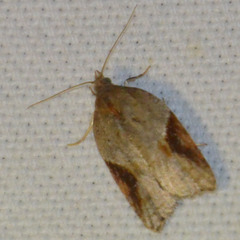 Acleris laterana