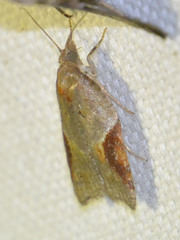 Acleris laterana