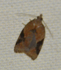 Acleris laterana