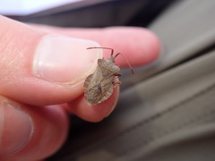 Coreus marginatus