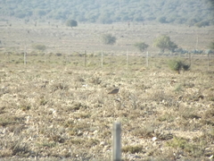 Eupodotis vigorsii vigorsii