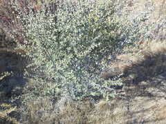 Ceanothus perplexans
