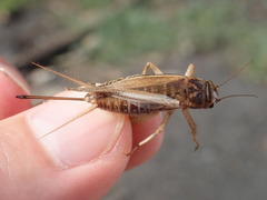 Acheta domesticus