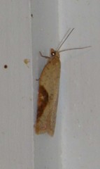 Acleris notana