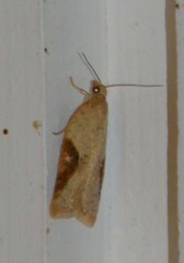 Acleris notana