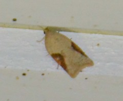 Acleris notana