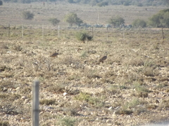 Eupodotis vigorsii vigorsii
