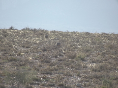 Eupodotis vigorsii vigorsii