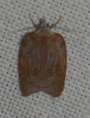Acleris sparsana