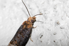 Eucosma ochroterminana