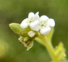 Plagiobothrys trachycarpus