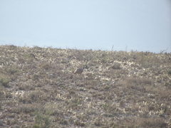Eupodotis vigorsii vigorsii
