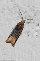 Eucosma ochroterminana