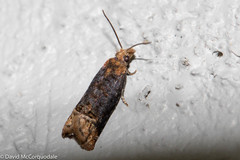 Eucosma ochroterminana