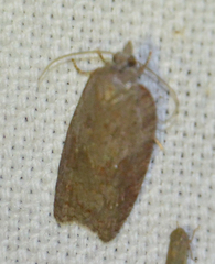Acleris sparsana
