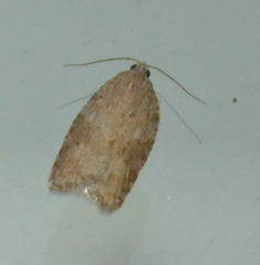 Acleris sparsana