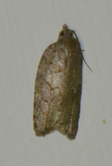 Acleris sparsana