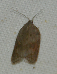 Acleris sparsana