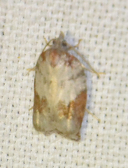 Acleris sparsana