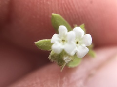 Plagiobothrys trachycarpus