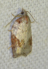 Acleris sparsana