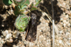 Erynnis afranius