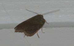 Acleris sparsana