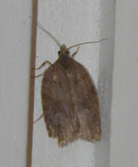 Acleris sparsana