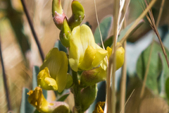 Astragalus douglasii parishii