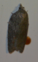 Acleris sparsana