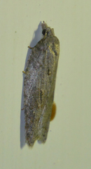 Acleris sparsana