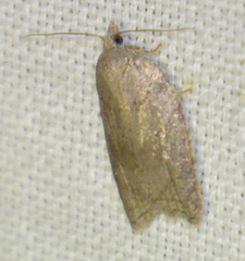 Acleris sparsana