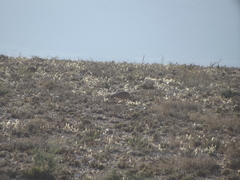 Eupodotis vigorsii vigorsii